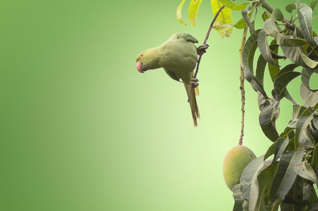 moghulm-bird-5634173-2048x1242